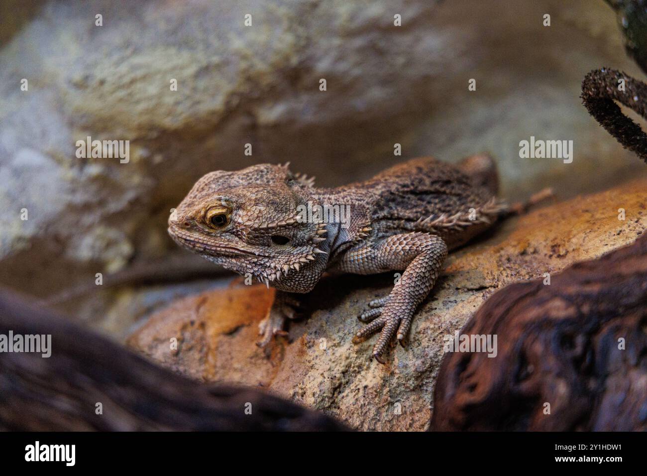 Un drago barbuto è arroccato su una roccia, che mostra la sua pelle ruvida e le caratteristiche uniche in un terrario splendidamente disposto pieno di e naturale Foto Stock