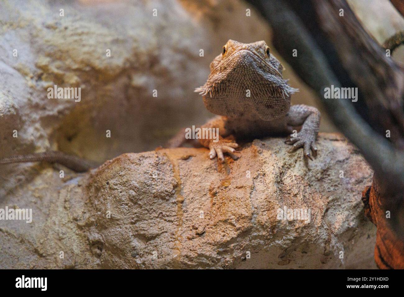Un drago barbuto si appoggia su una roccia, godendo del calore del suo ambiente, circondato da texture naturali e luce soffusa, creando un ambiente sereno Foto Stock