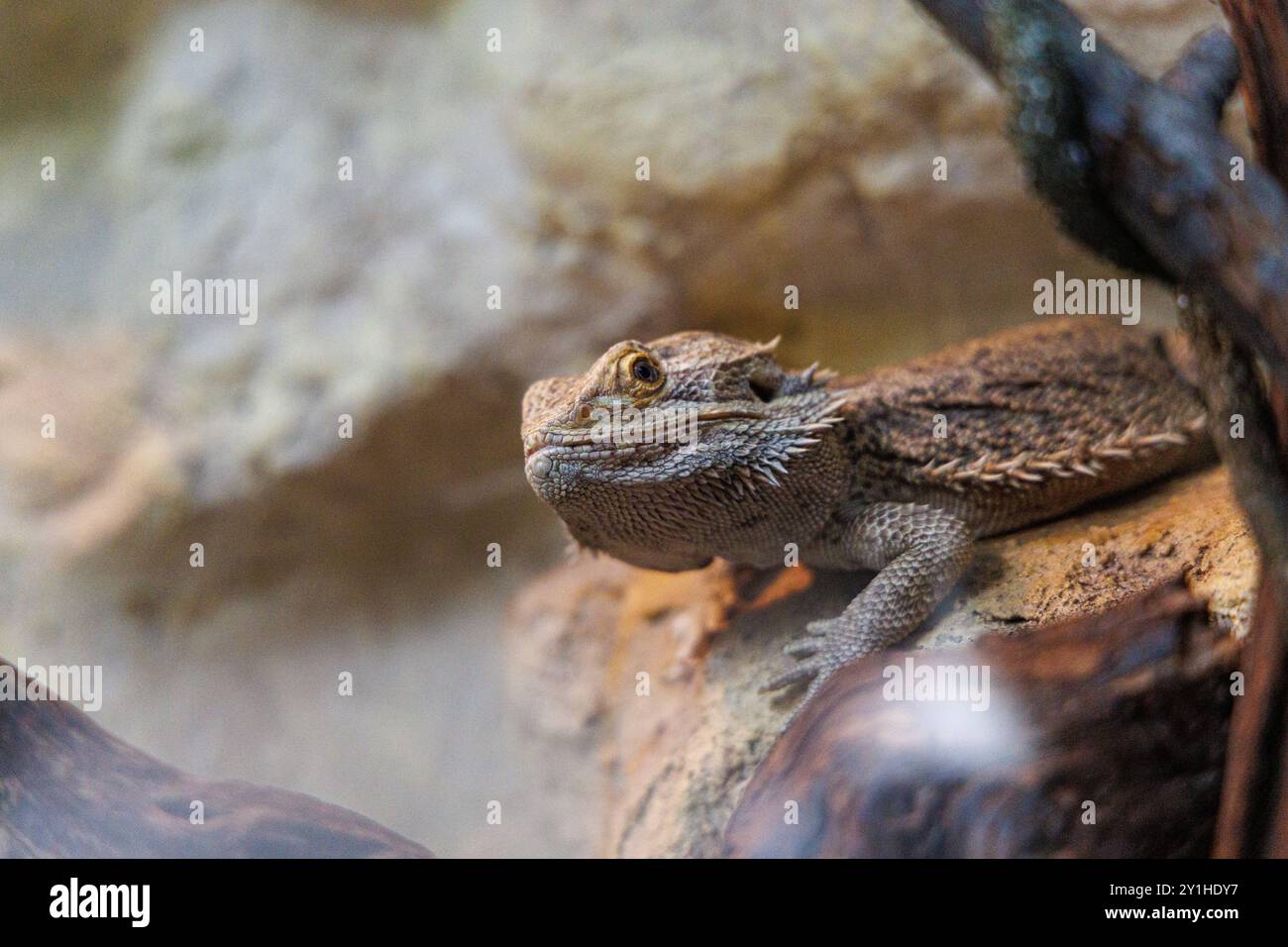 Un drago barbuto è arroccato su una superficie rocciosa nel suo terrario, con luce naturale che illumina la sua pelle e l'ambiente circostante. Foto Stock