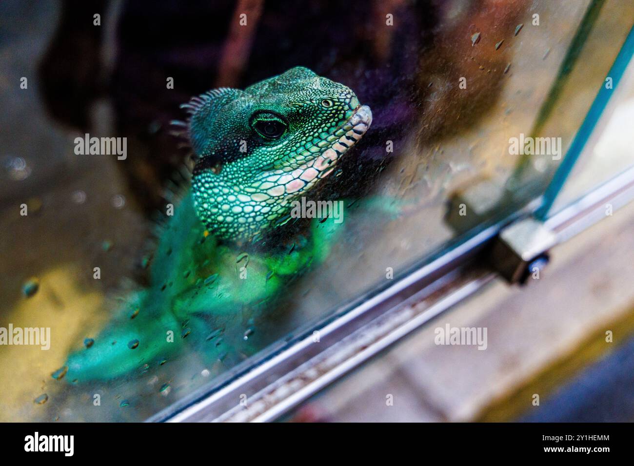 Il drago d'acqua cinese, Physignathus cocincinus, sbircia attraverso il vetro trasparente dell'acquario, mostrando la sua pelle ruvida e la sua espressione acuta. L'ambiente lo è Foto Stock