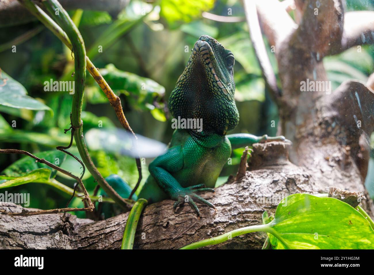 Il drago d'acqua cinese Physignathus cocincinus è appollaiato su un ramo spesso, mescolandosi con i suoi dintorni tropicali, mentre la luce del sole filtra attraverso il leav Foto Stock