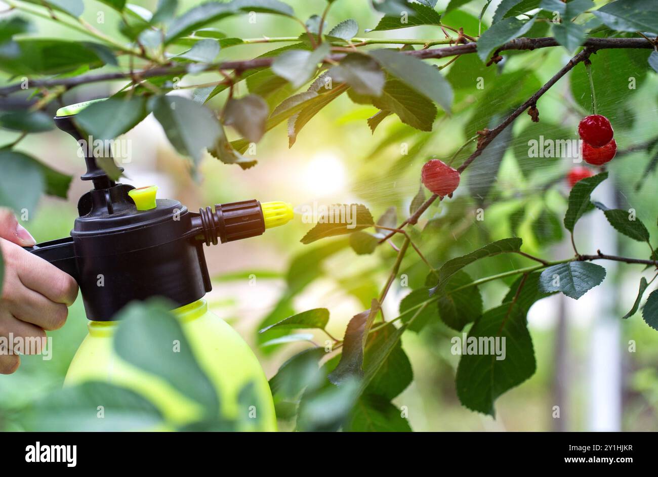 Spruzzare ciliegie contro mosche e parassiti sullo sfondo del sole. Produttività e frutta matura. Foto Stock