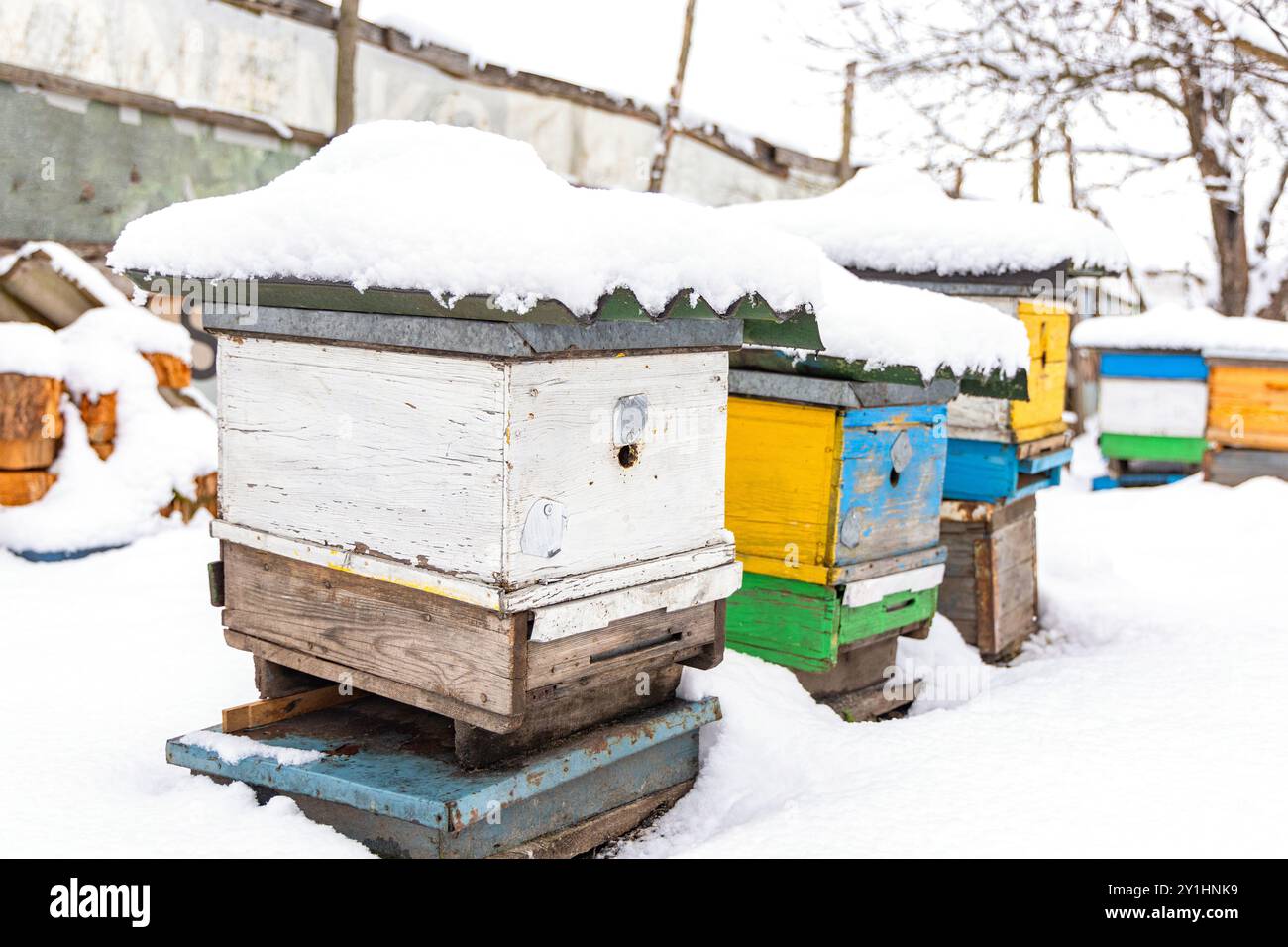 File di alveari dai colori vivaci sono ricoperti da uno strato di neve in un ambiente rurale, a indicare i freddi mesi invernali e la cura prestata Foto Stock