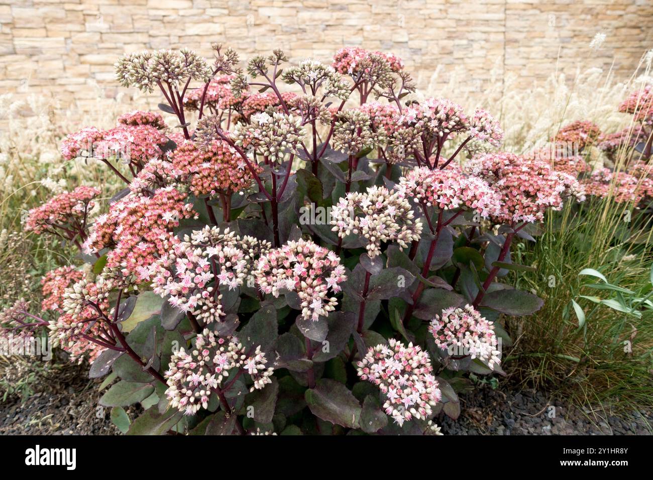 Un gruppo di piante di sedum in piena fioritura con vivaci fiori rosa e fogliame scuro su uno sfondo in pietra Foto Stock