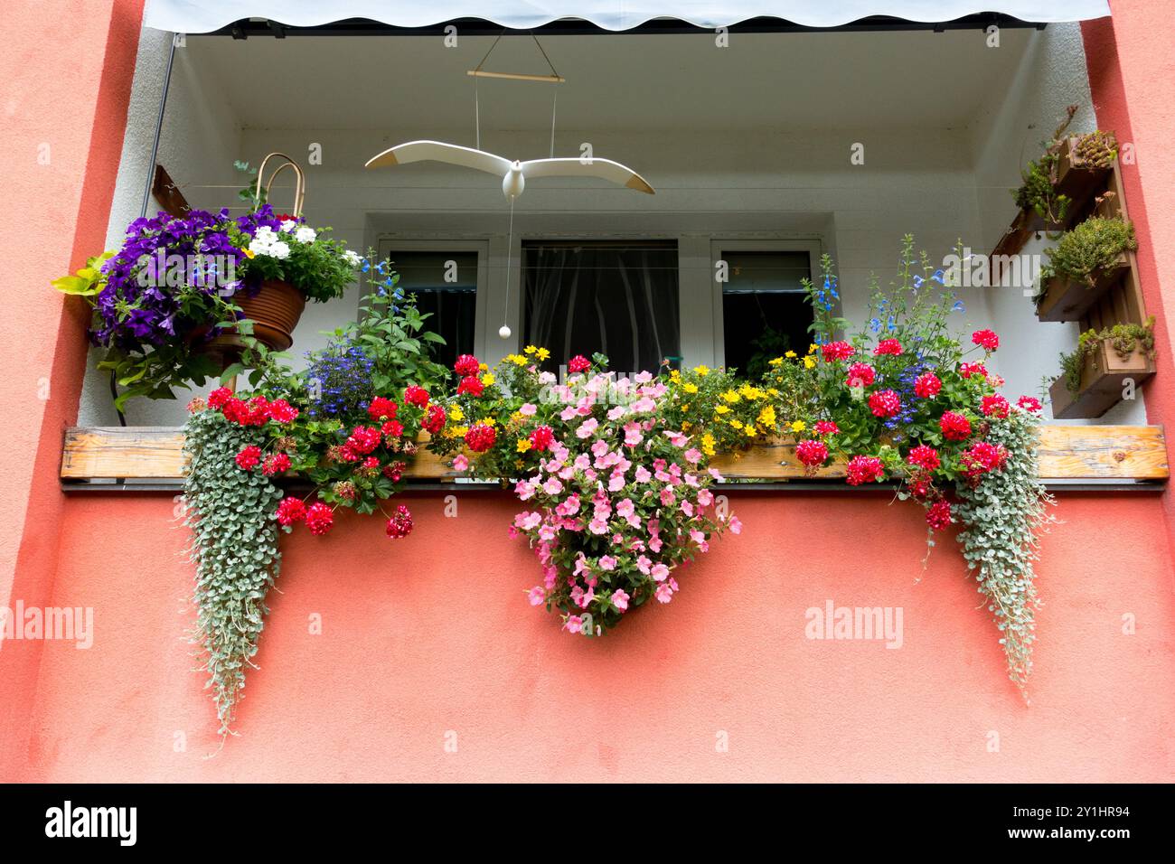 Fiori colorati in fiore appesi a un balcone rustico con sfondo rosa a parete, piante in vaso, fiori da balcone a finestra Foto Stock