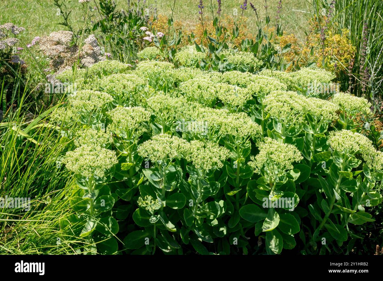 Gruppo di piante verdi di Sedum che fioriscono in un prato di fiori selvatici circondato da erba e altra flora selvatica Foto Stock