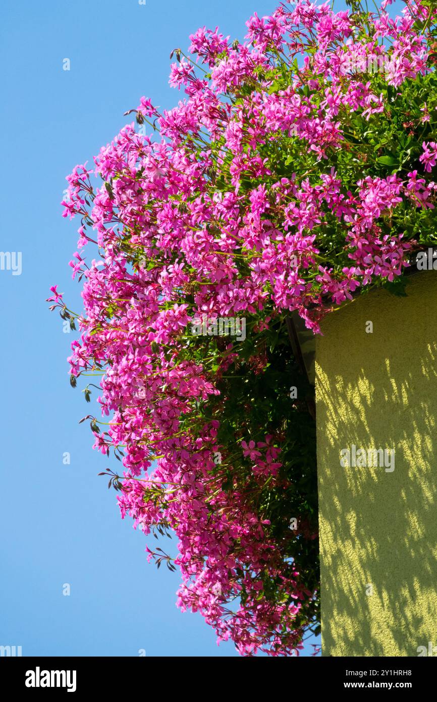 Vibranti fiori rosa che si infrangono sul bordo di un edificio giallo contro un cielo azzurro Foto Stock