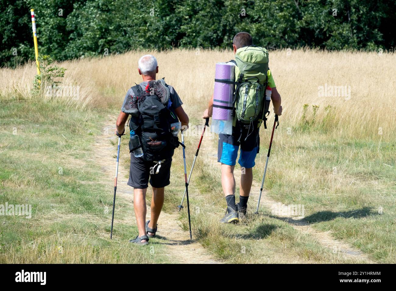 Due escursionisti che camminano lungo un sentiero erboso con zaini e pali da trekking, dirigendosi verso un'area boscosa sotto la luce del sole Foto Stock