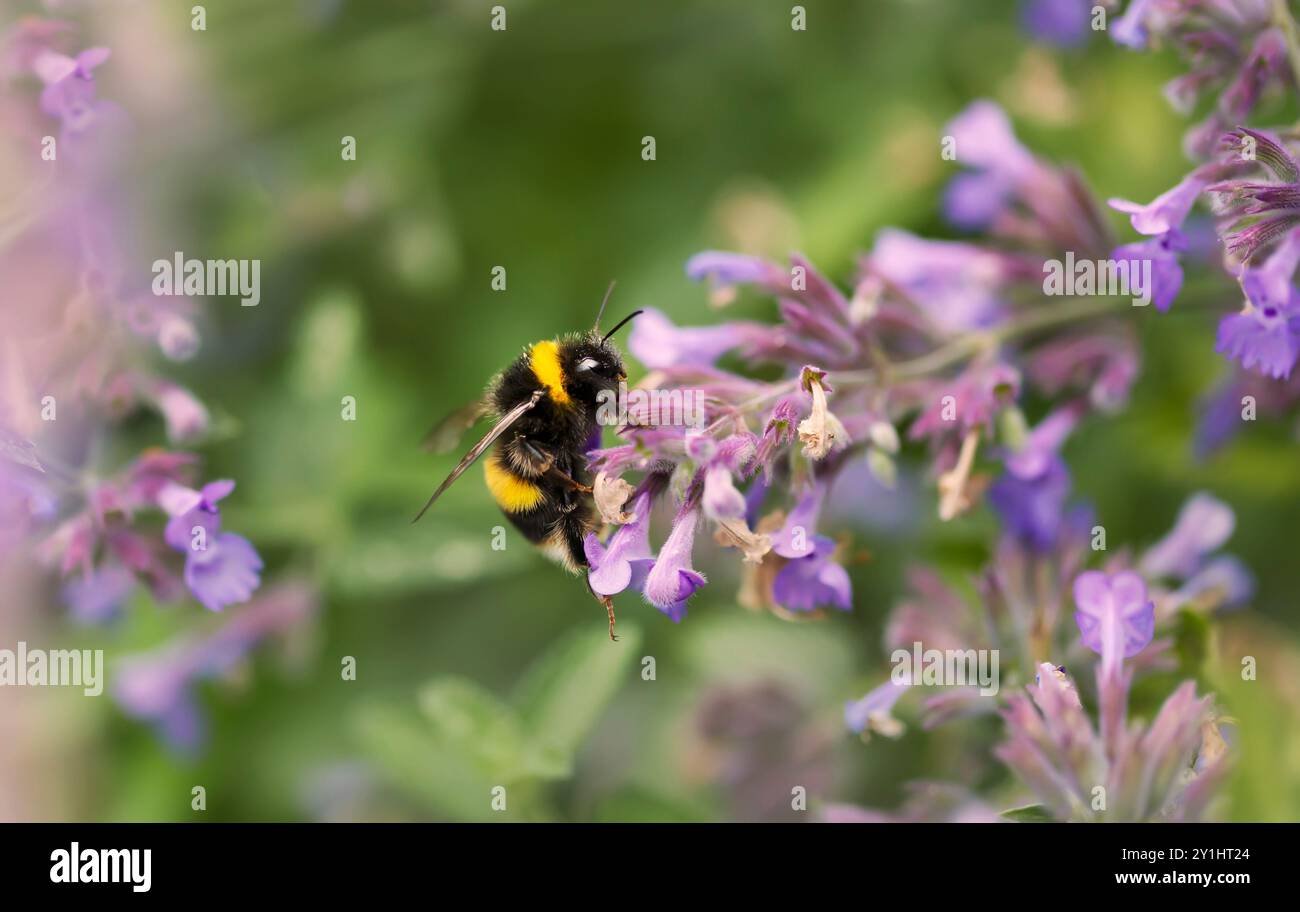 Primo piano di un bumblebee sul nettare di raccolta dei fiori di lavanda, Regno Unito. Foto Stock