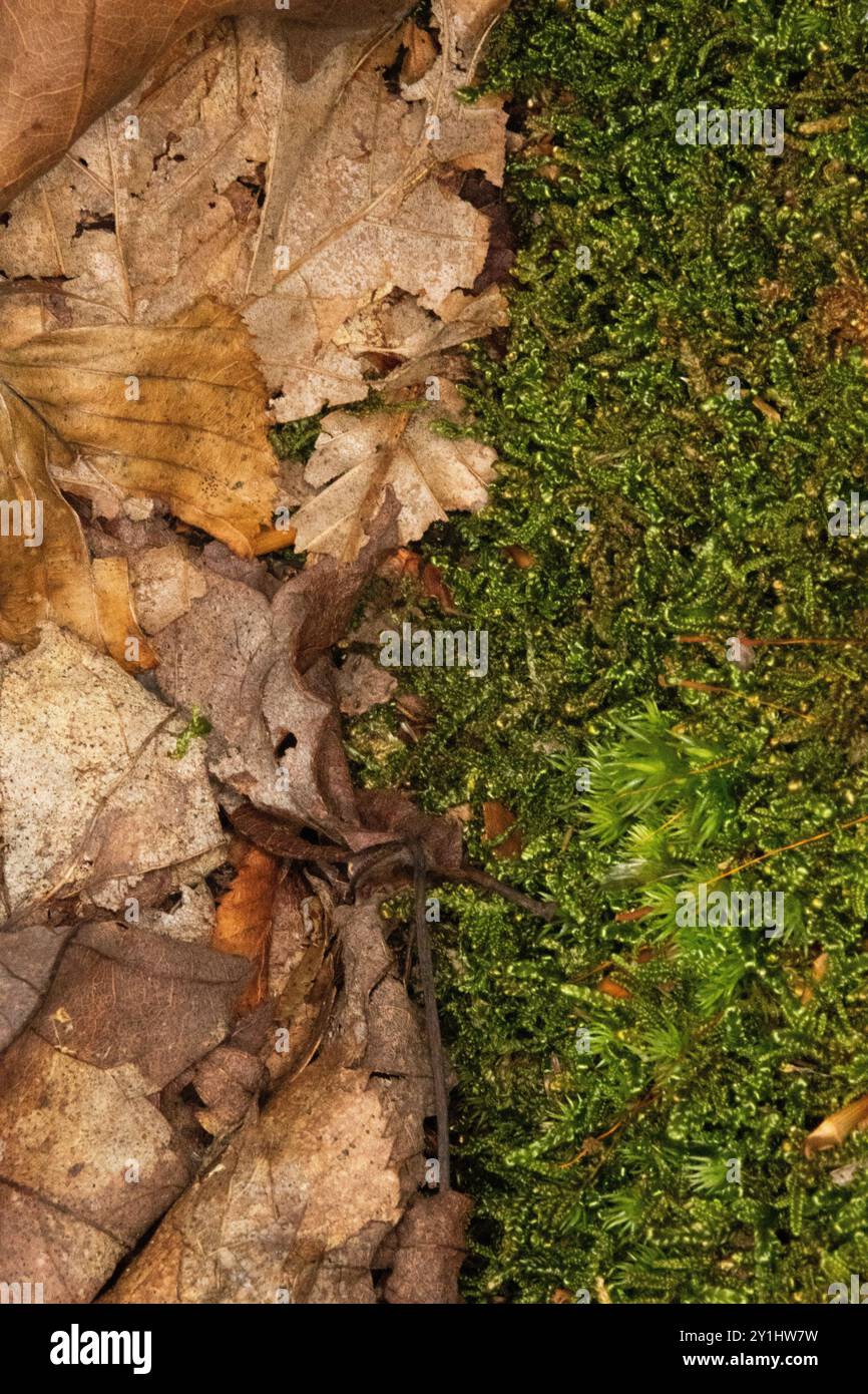 Primo piano di mezzo muschio e mezzo foglie morte. La differenza tra decadimento e vita. Mezzo verde con la vita e mezzo marrone con la morte. Foto Stock