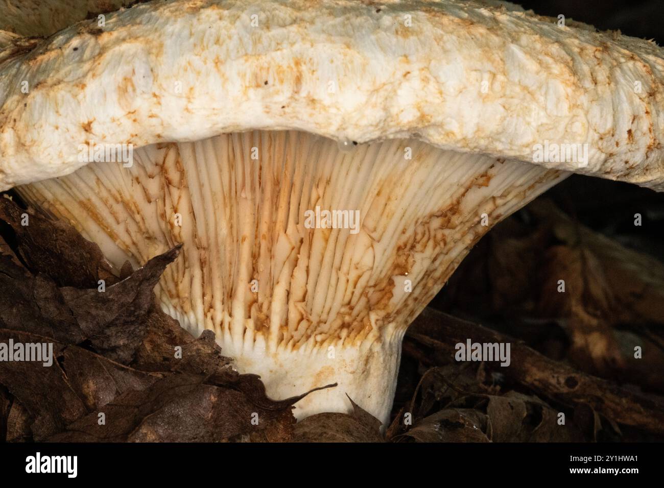 primo piano di un fungo bianco e marrone con particolare attenzione al gambo e alle branchie. Vista laterale. Foto Stock