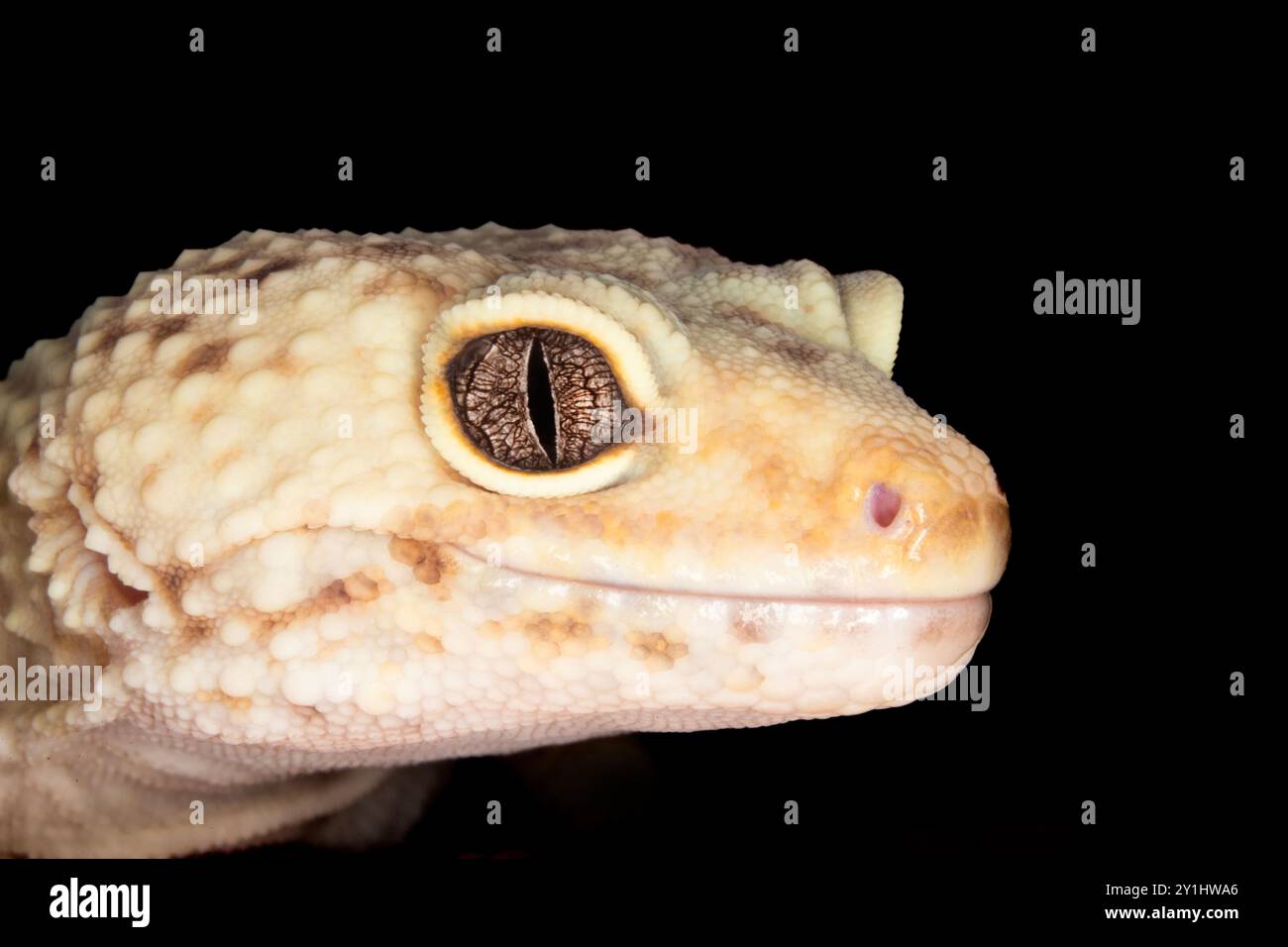 Foto ravvicinata di una testa di geco leopardo nella vista profilo. L'occhio di geco leopardato è stupendo. Foto Stock