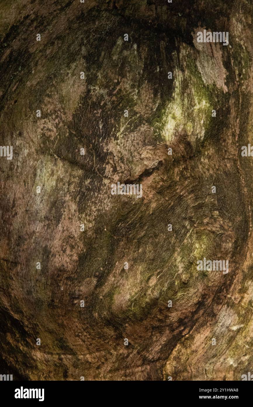 Primo piano di nodo in un albero con alghe sopra. Foto Stock