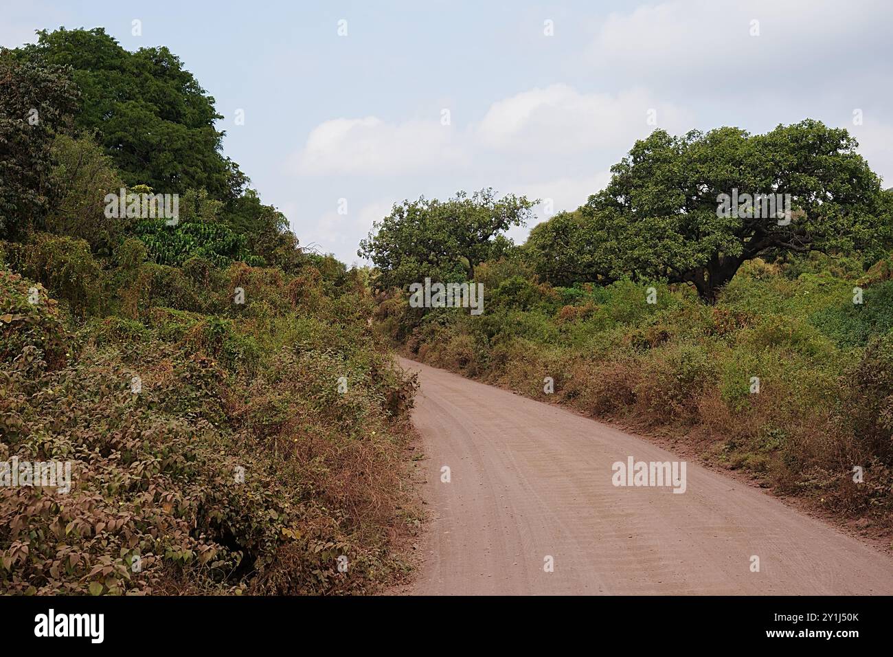 Strada sterrata nel Parco Nazionale Africano del Lago Manyara nella regione di Arusha in TANZANIA, cielo azzurro nuvoloso nel 2024 caldo giorno invernale soleggiato a luglio. Foto Stock