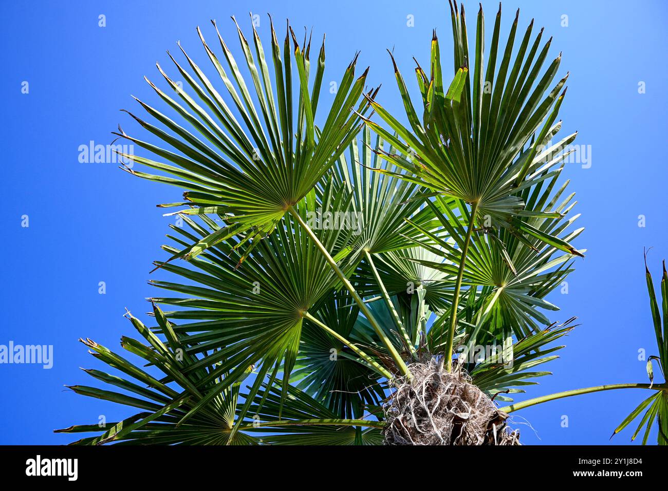 La palma sta raggiungendo il cielo blu con le sue grandi foglie verdi. Foto Stock