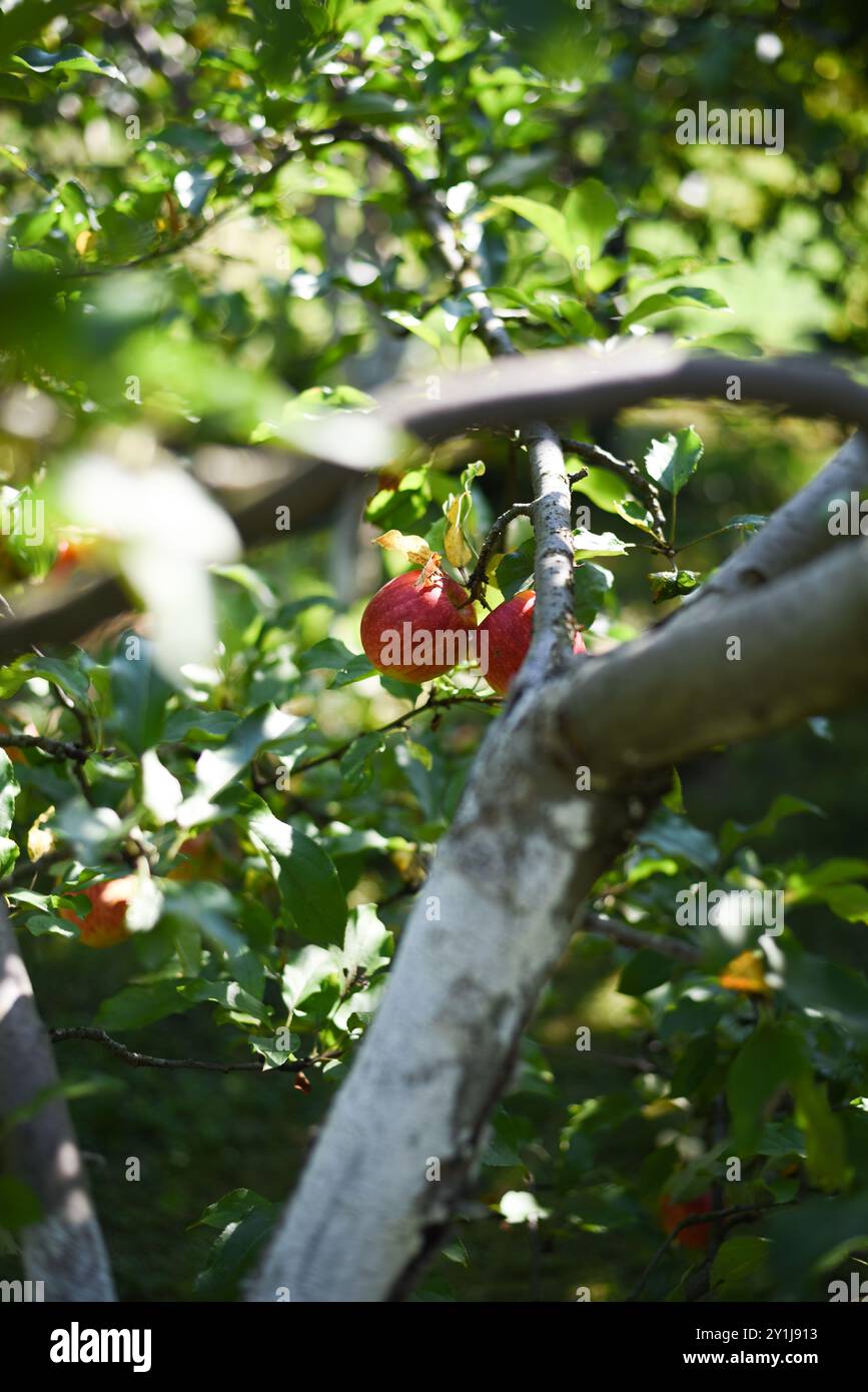 Due mele mature appese a un ramo d'albero Foto Stock