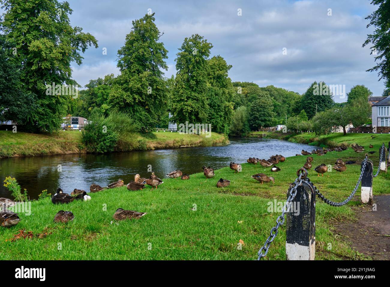 Anatre lungo il fiume Eden, Appleby-in-Westmorland, Cumbria Foto Stock