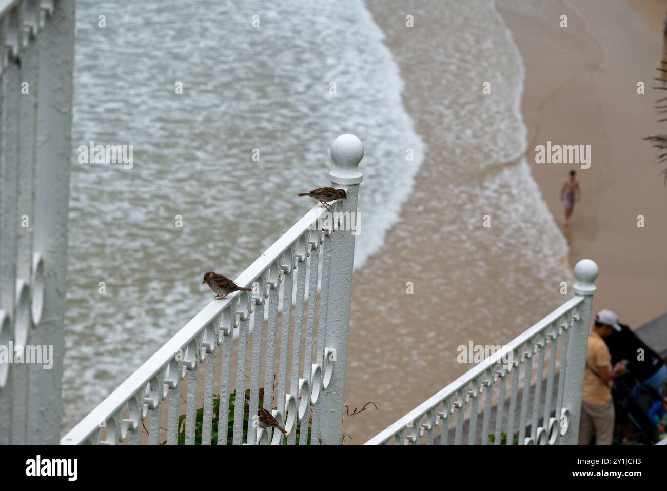Tre passeri seduti su una ringhiera bianca di fronte al mare. Ci troviamo nella famosa spiaggia di la Concha a Donostia San Sebastian (nord-est della Spagna, in Foto Stock