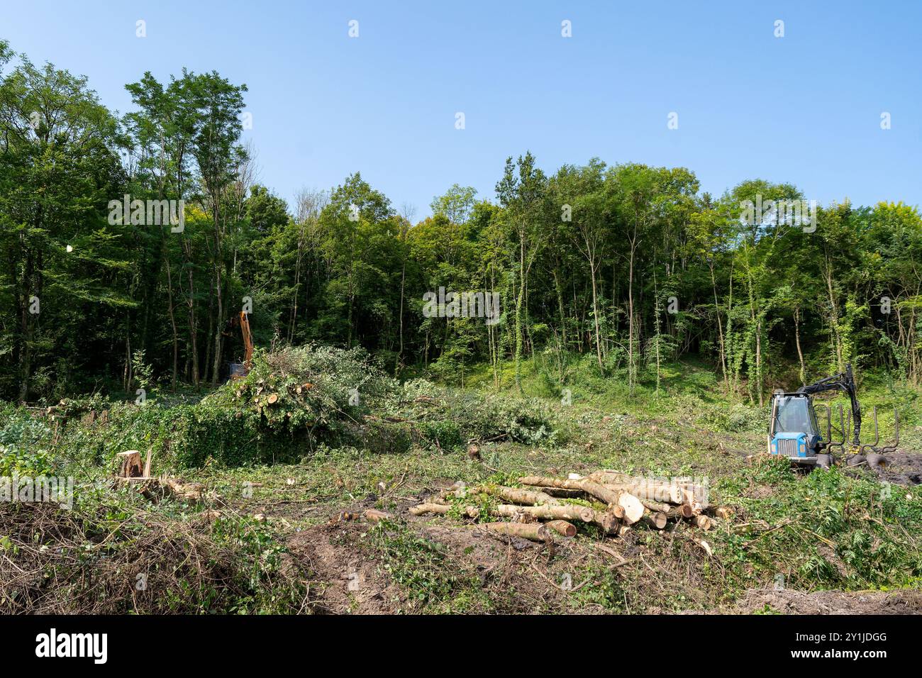 Deforestazione per la bonifica dei terreni boschivi Foto Stock