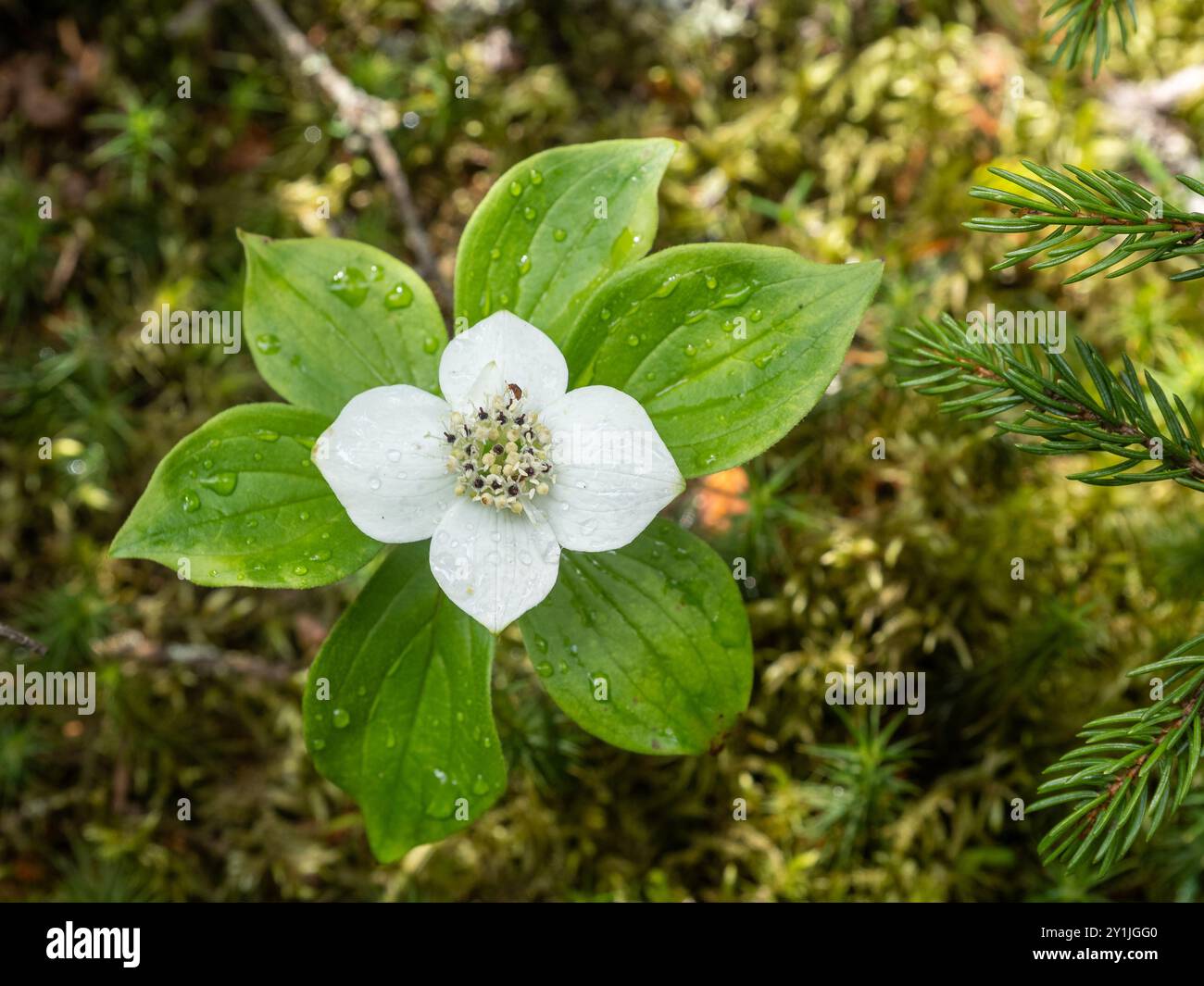 Un solo delicato fiore di bunchberry canadese bianco fiorisce con gocce d'acqua tra muschio vibrante e rami di pino, catturando la serena bellezza del natu Foto Stock