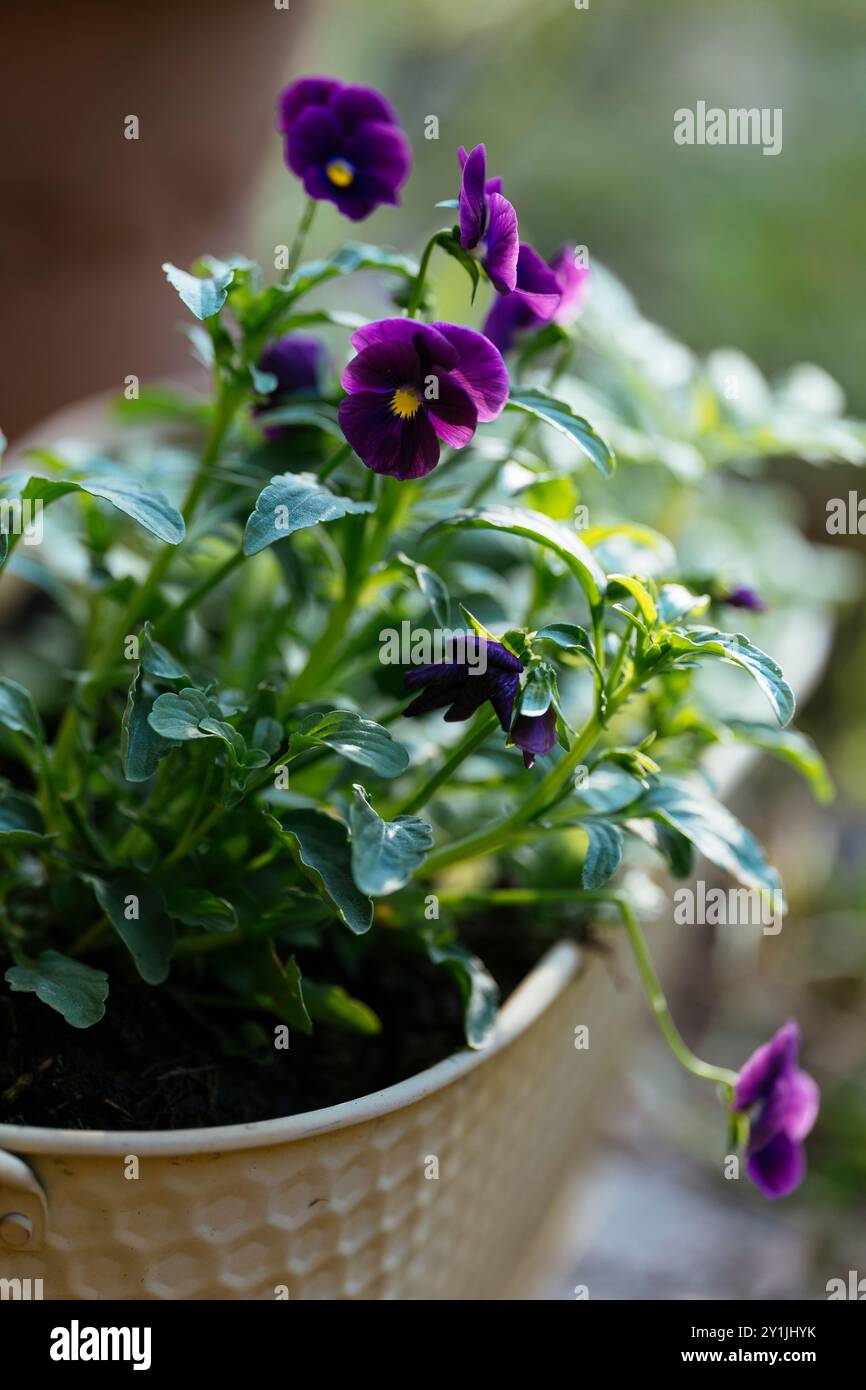 Pansia corna viola (Viola cornuta) piantata in un contenitore in autunno. Foto Stock
