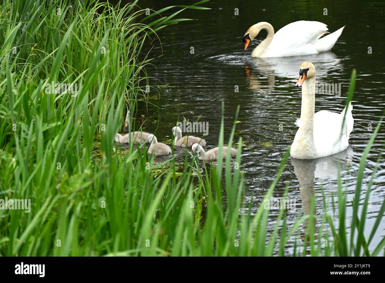 Cigni muti (Cygnus olor) e cignetti su un lago con canne e fogliame di Iris d'acqua maggio Inghilterra Regno Unito Foto Stock