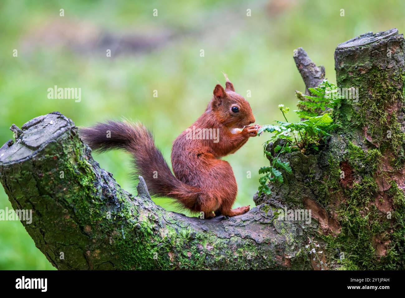 Gli scoiattoli rossi sono una popolazione in declino in Gran Bretagna, ma gli sforzi di conservazione hanno contribuito a stabilizzare i numeri. Foto Stock