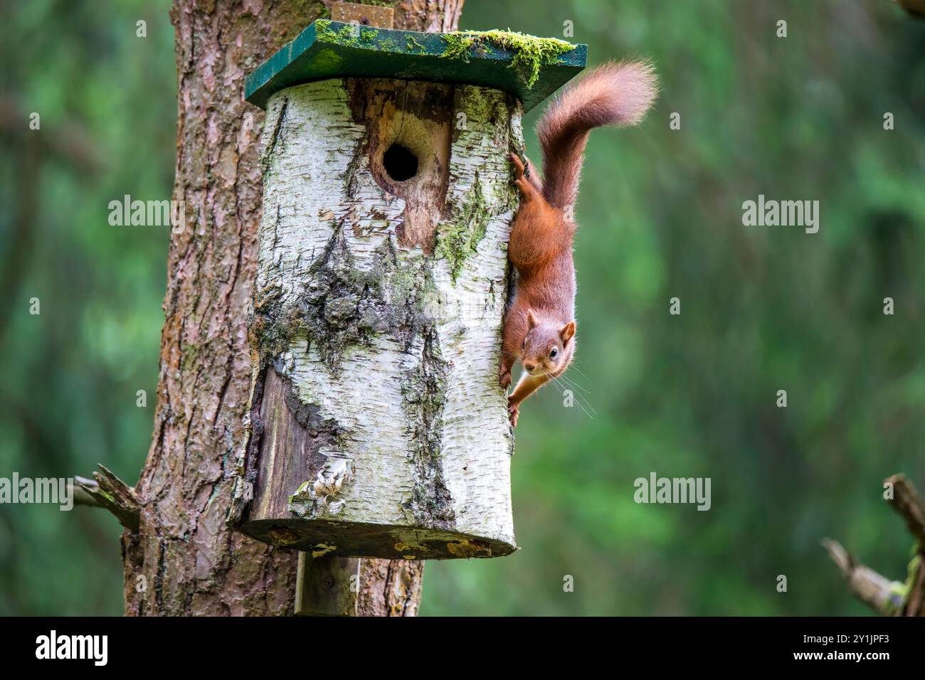 Gli scoiattoli rossi sono una popolazione in declino in Gran Bretagna, ma gli sforzi di conservazione hanno contribuito a stabilizzare i numeri. Foto Stock