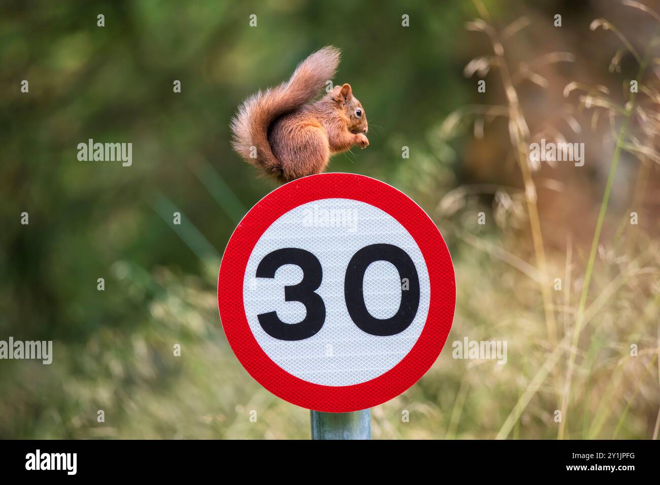 Gli scoiattoli rossi sono una popolazione in declino in Gran Bretagna, ma gli sforzi di conservazione hanno contribuito a stabilizzare i numeri. Foto Stock