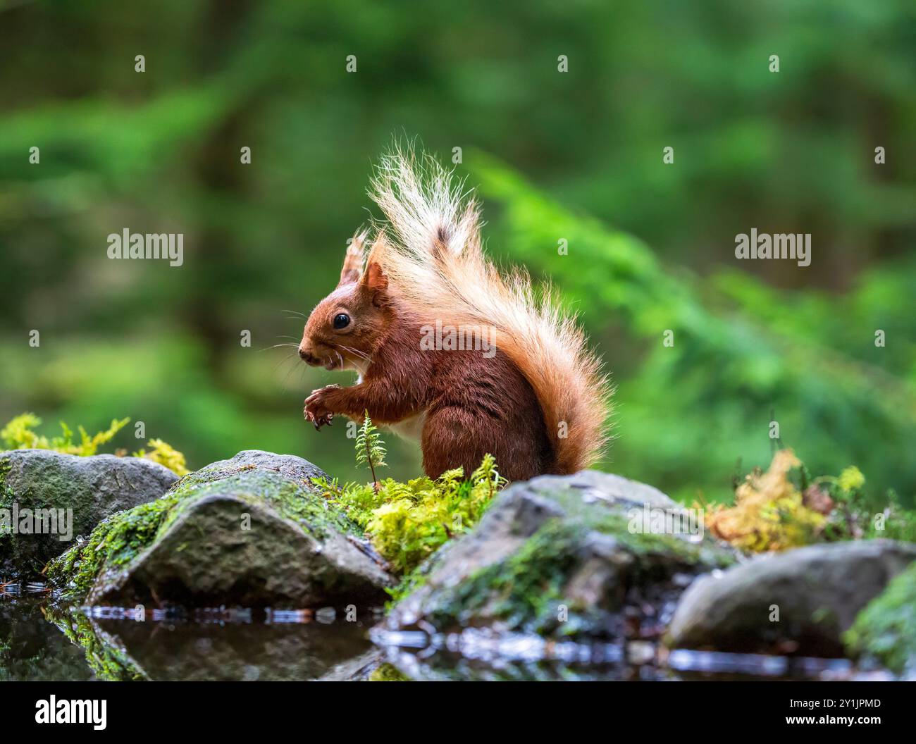 Gli scoiattoli rossi sono una popolazione in declino in Gran Bretagna, ma gli sforzi di conservazione hanno contribuito a stabilizzare i numeri. Foto Stock