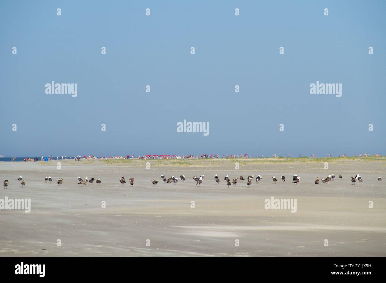 Turismo e natura: Ampia spiaggia con bagnanti ricreativi e ombrelloni all'orizzonte, gabbiani con fondo nero in primo piano Foto Stock