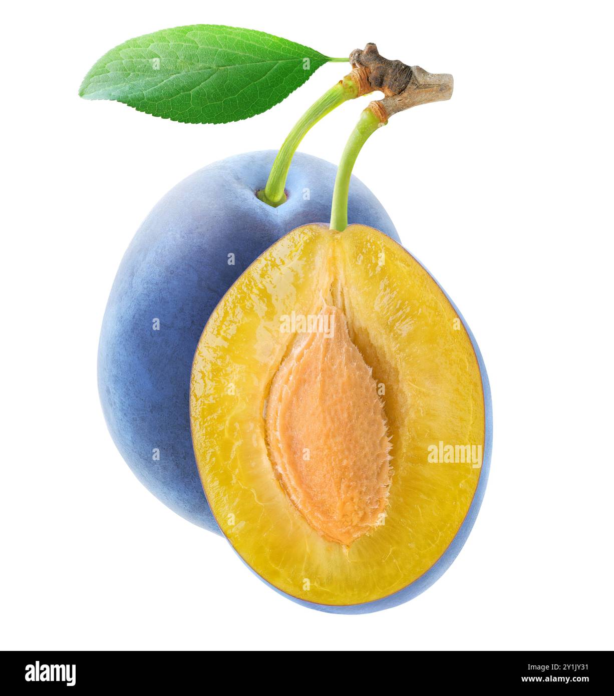 Prugna blu intera e tagliata a metà appesa isolata su sfondo bianco Foto Stock