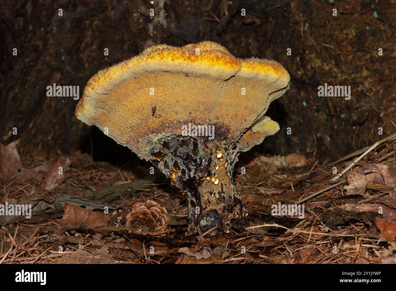 Fungo Velvet-top, un agente patogeno degli alberi, che cresce ai piedi di un pino Foto Stock