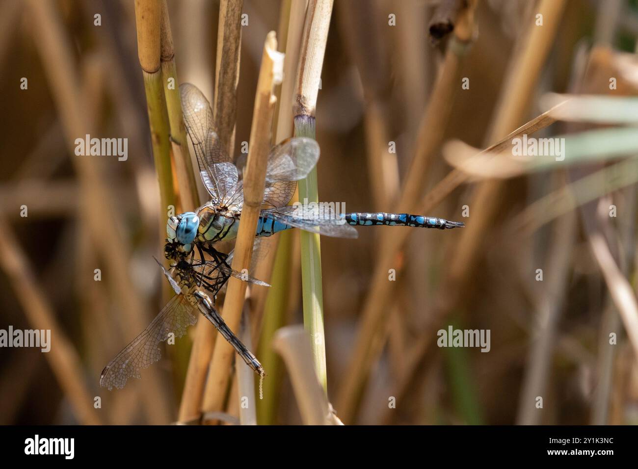 Southern Migrant Hawker o Hawker Dragonfly dagli occhi blu che mangiano una donna Ruddy Darter - Aeshna affinis Foto Stock