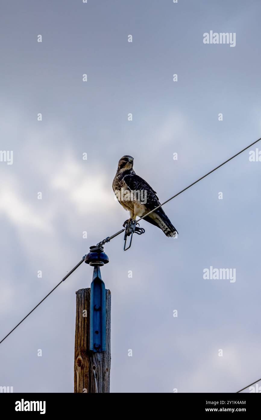 Il falco di Swainson (Buteo swainsoni) arroccato su un filo Foto Stock