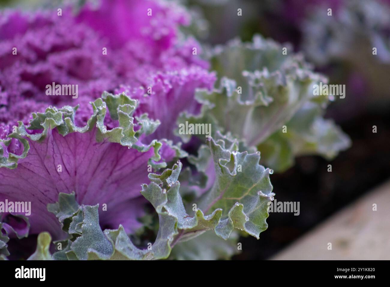 La Brunfelsia: L'incredibile Pianta Rifiorente E Perenne, Dal Profumo - Foto 11
