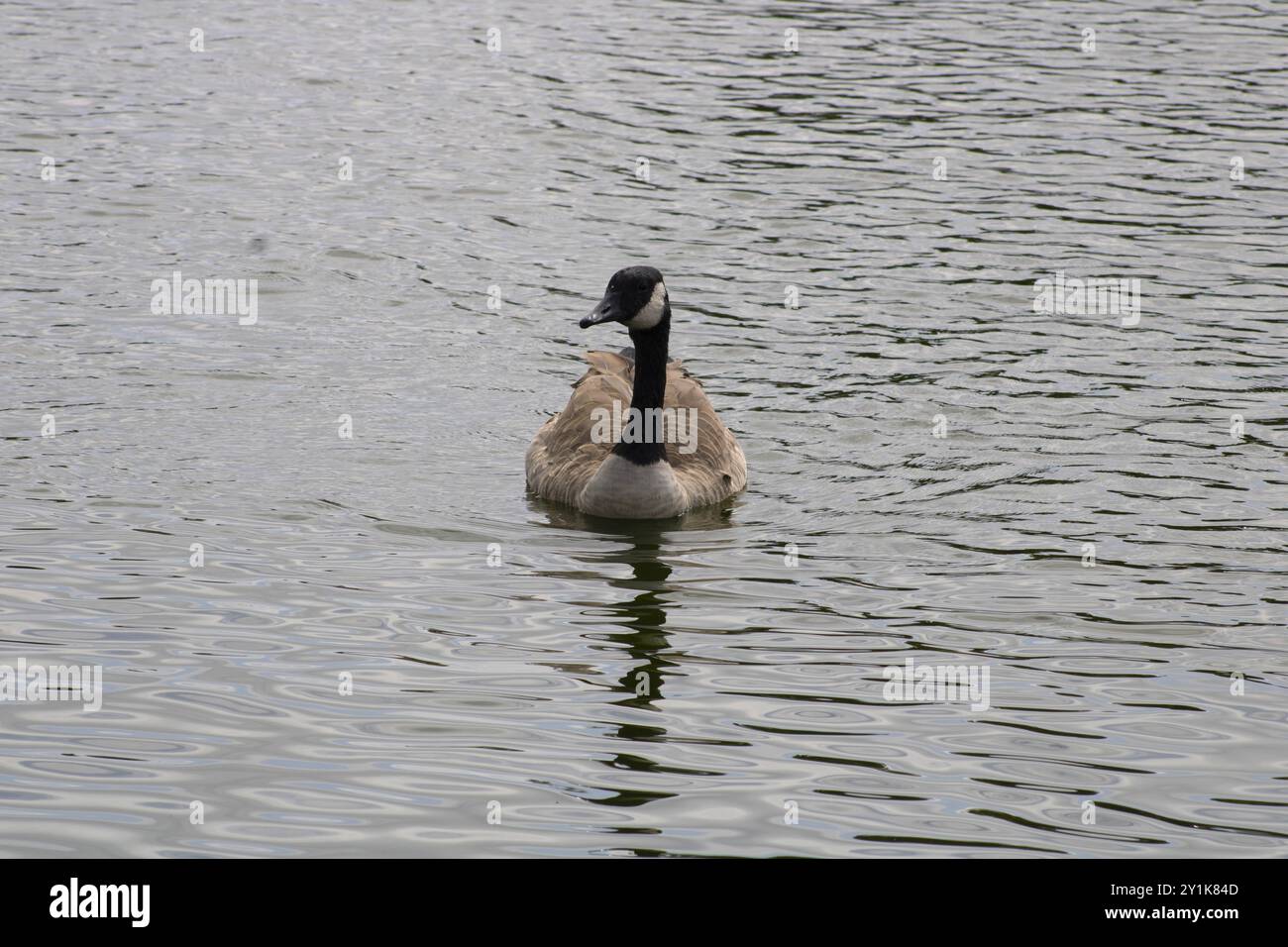 oca con dettagli bianchi e neri vicino all'acqua Foto Stock