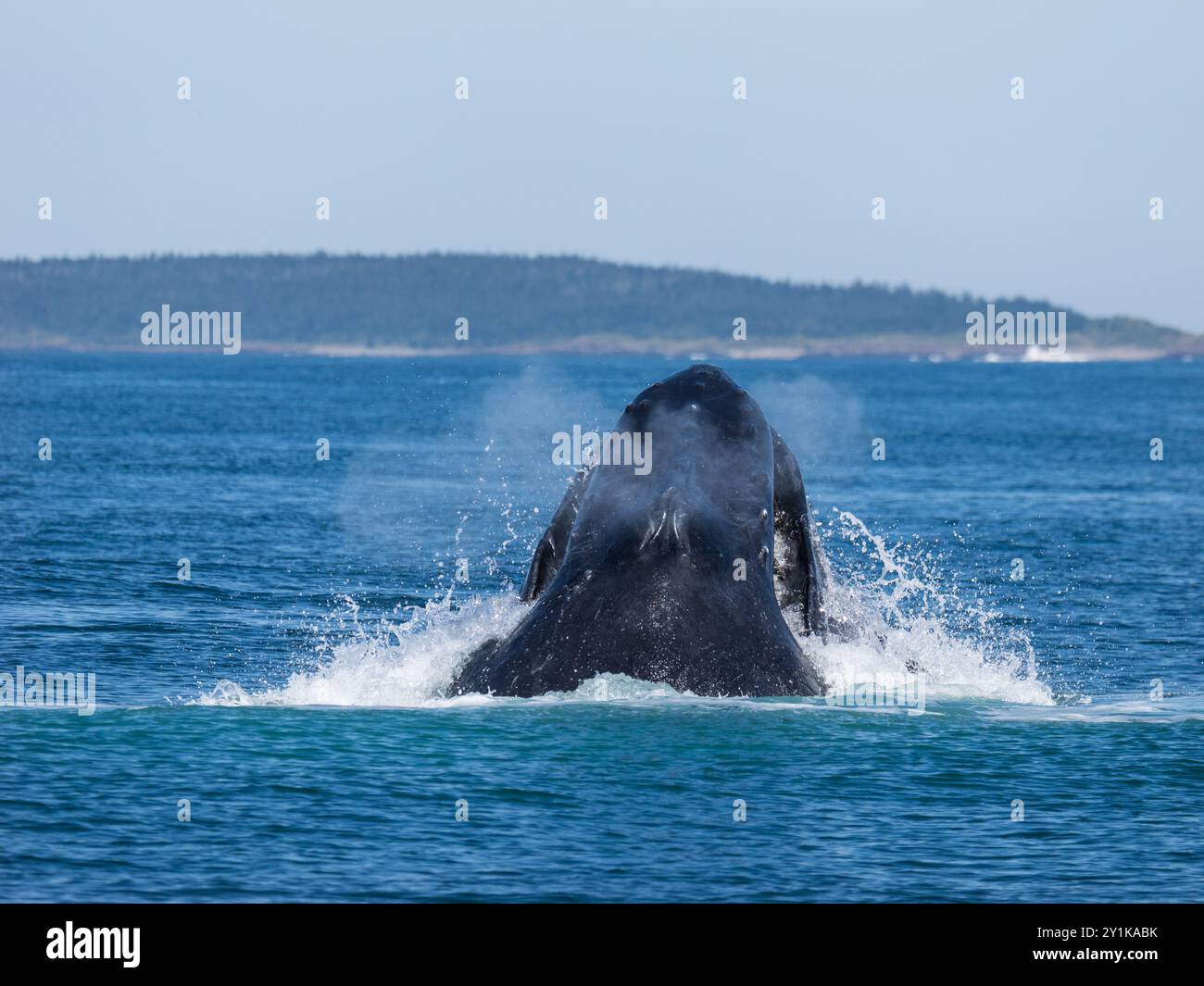 Megattere che si infrangono sulla superficie dell'oceano nella baia di Fundy, Westport, nuova Scozia Foto Stock