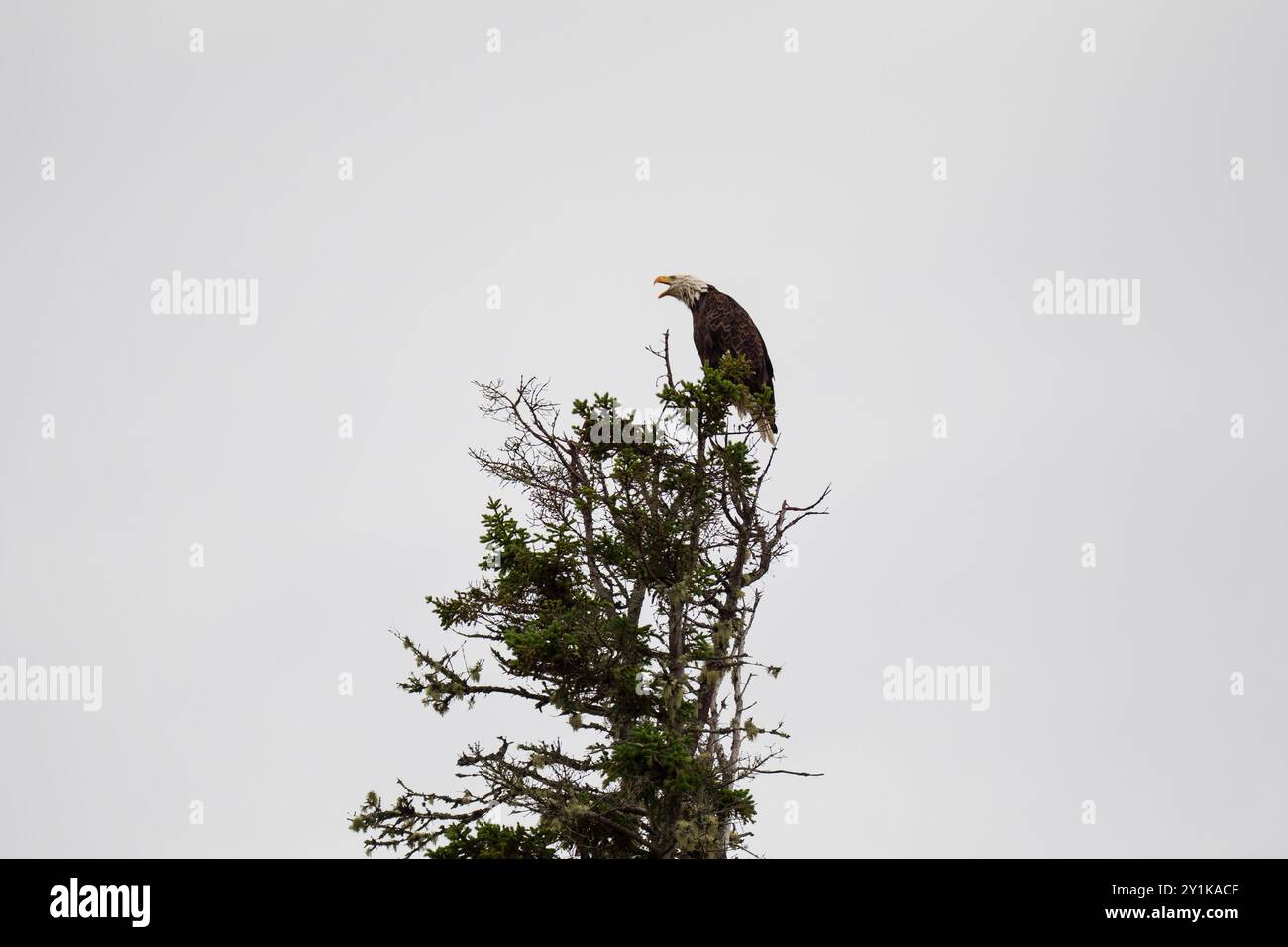 Un'aquila calva appollaiata in cima a un albero sempreverde nel Cape Breton Highland National Park, nuova Scozia, Canada Foto Stock