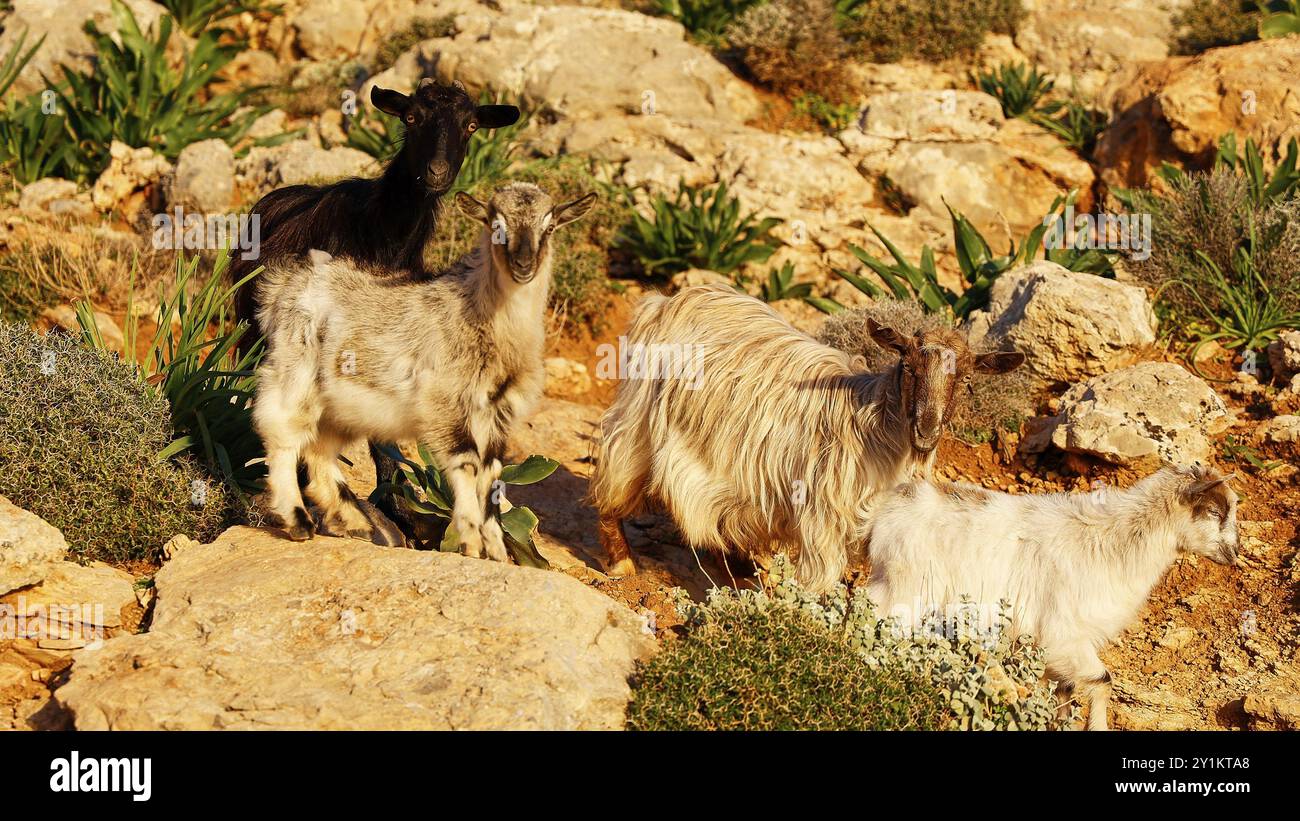 Gruppo di capre (caprae) su un prato roccioso circondato dalla vegetazione, penisola di Gramvoussa, Creta nord-occidentale, Creta, isole greche, Grecia, Europa Foto Stock