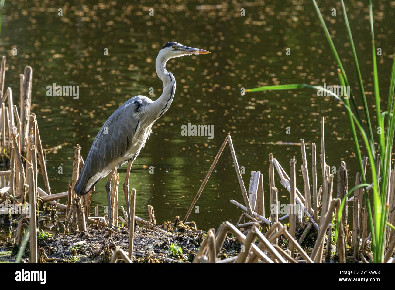 Heron Foto Stock