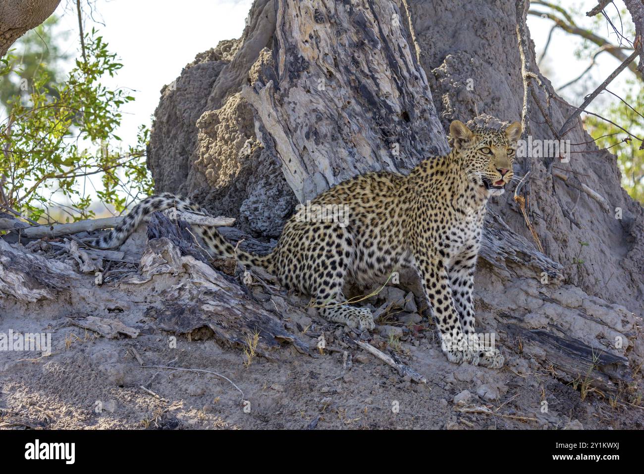 Leopardo Foto Stock