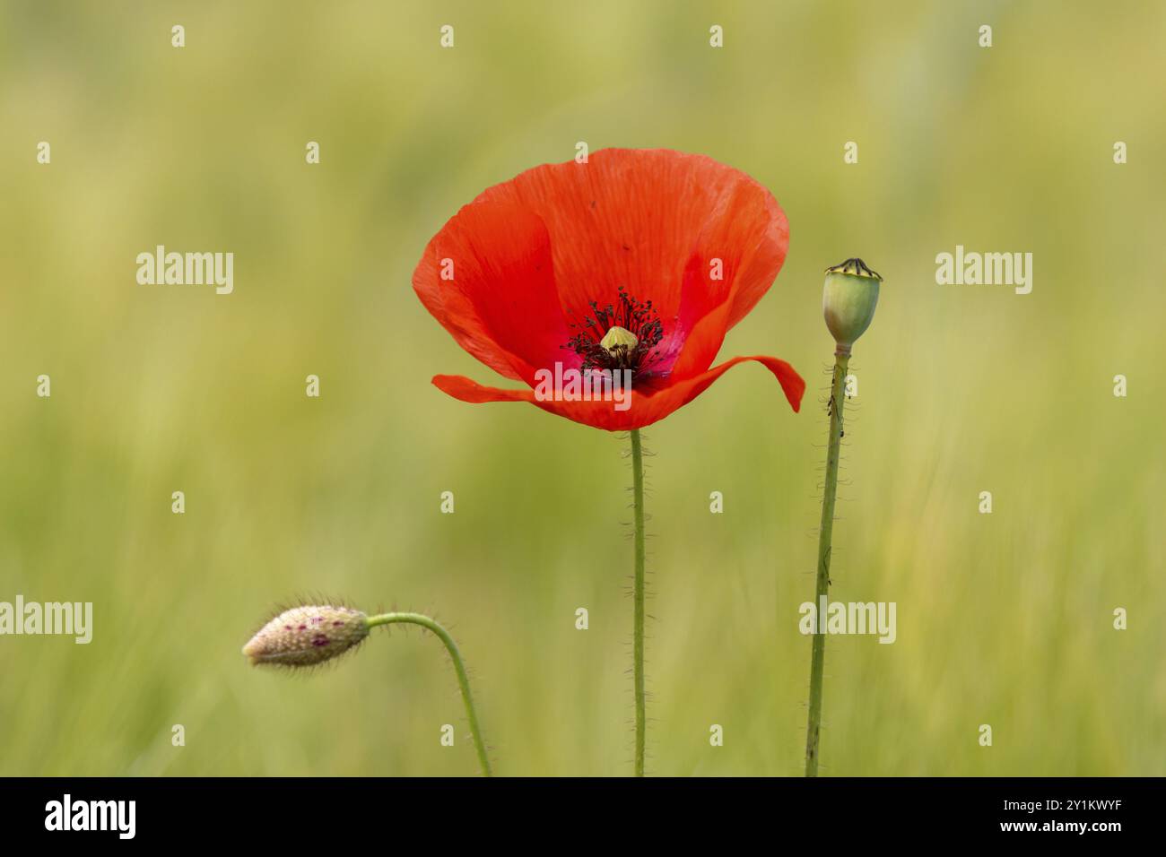 Semi di papavero Foto Stock