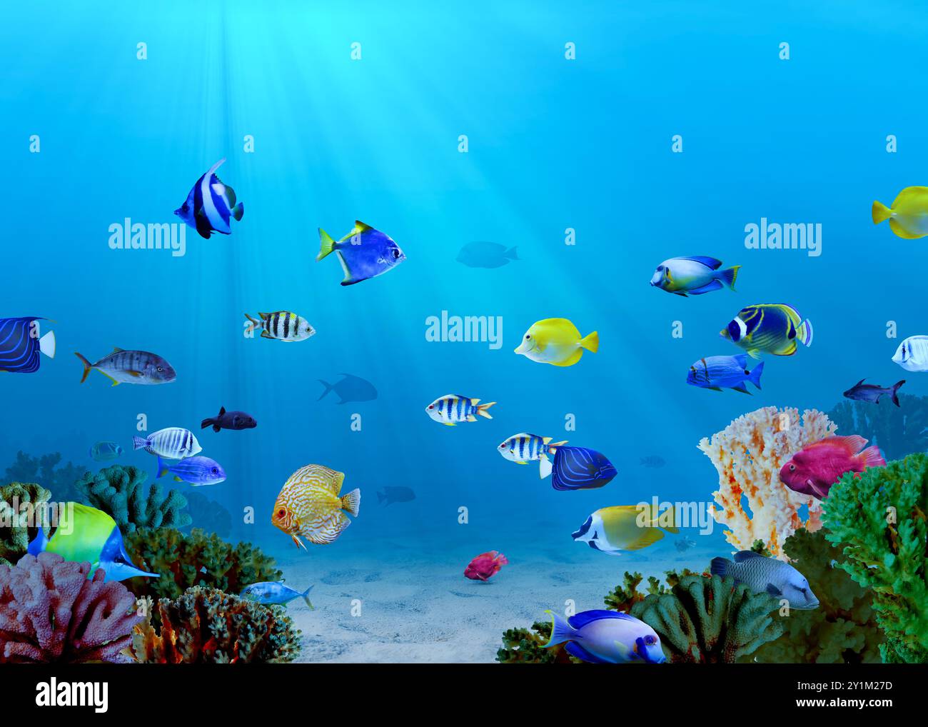 Diversi pesci e coralli luminosi in mare, vista subacquea Foto Stock