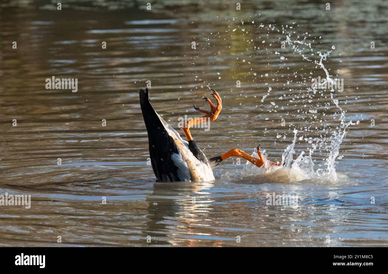 Un upended Magpie Goose (Anseranas semipalmata) che sguazza e spruzza gocce d'acqua, Rinyirru, Lakefield National Park, Cape York, far North Queensla Foto Stock