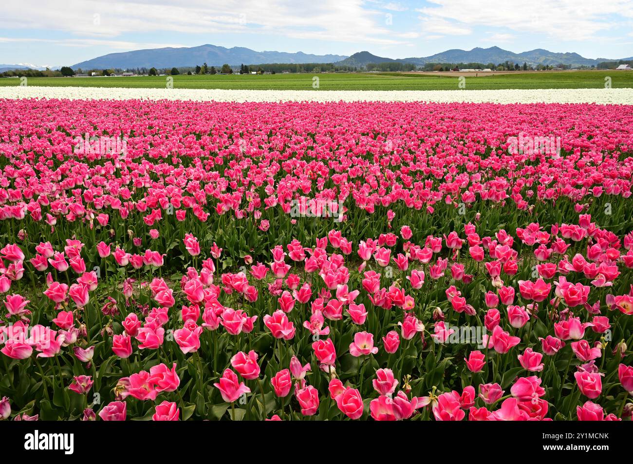 Campo di tulipani rosa con sfondo paesaggistico con catena montuosa. Scenario dello stato di Washington. Foto Stock