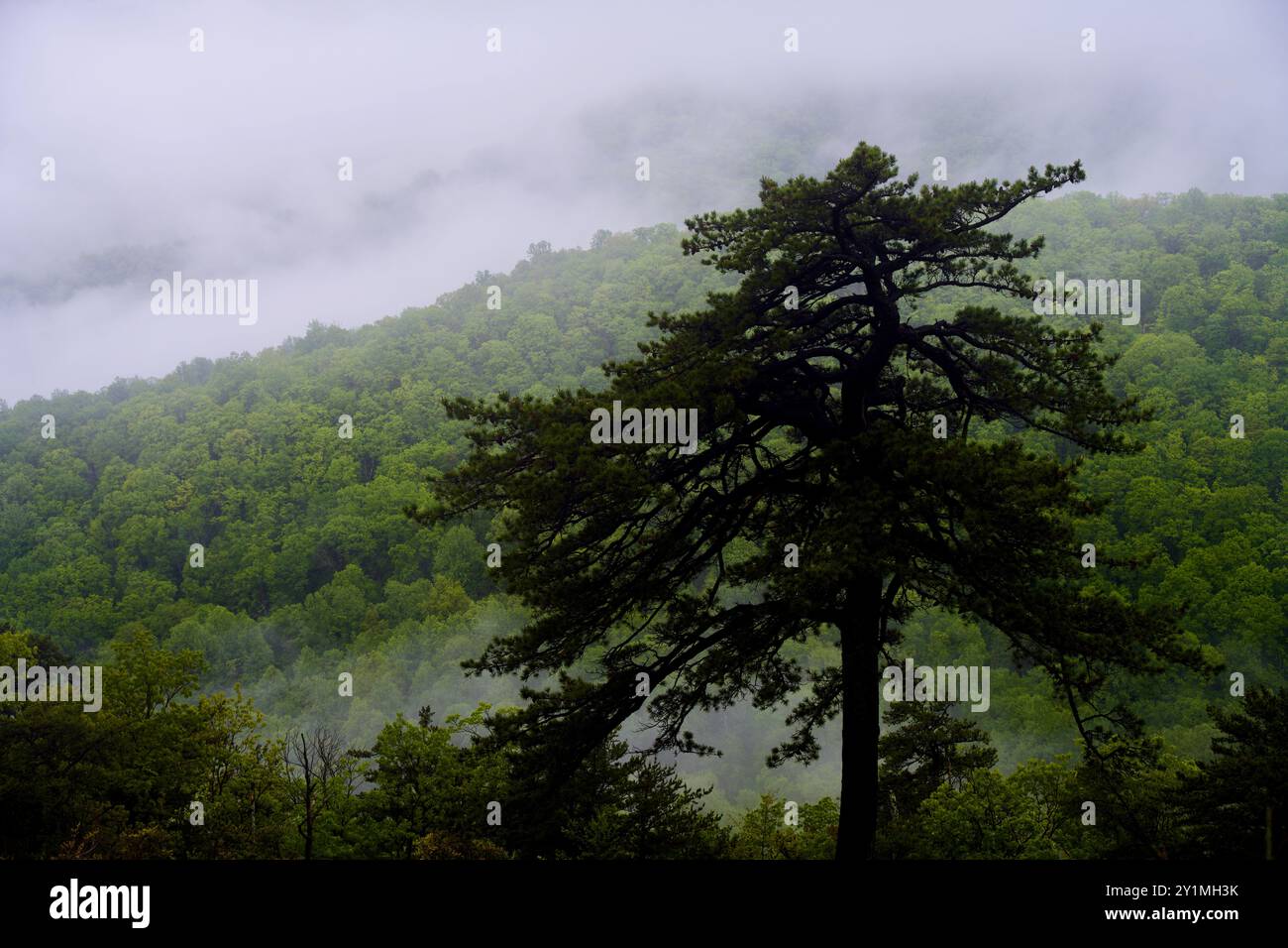 Nuvole sospese coprono le lussureggianti foreste lungo la Skyline Drive nel Parco Nazionale di Shenandoah in una mattinata fresca. Foto Stock