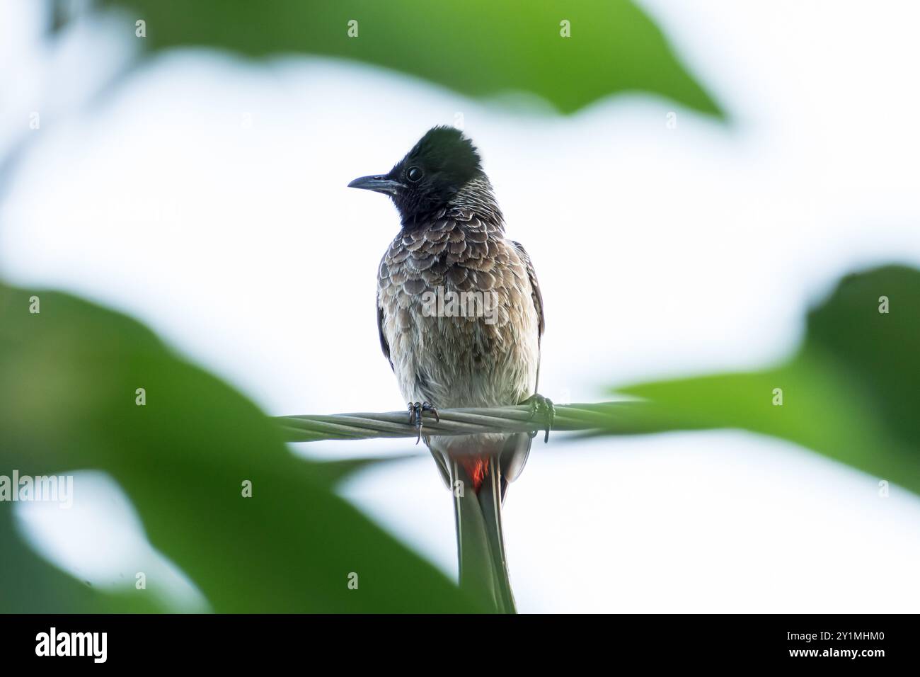Bulbul vibrante con sfiato rosso arroccato tra foglie verdi lussureggianti. Una splendida fotografia di uccelli per migliorare lo sfondo o la collezione. Foto Stock