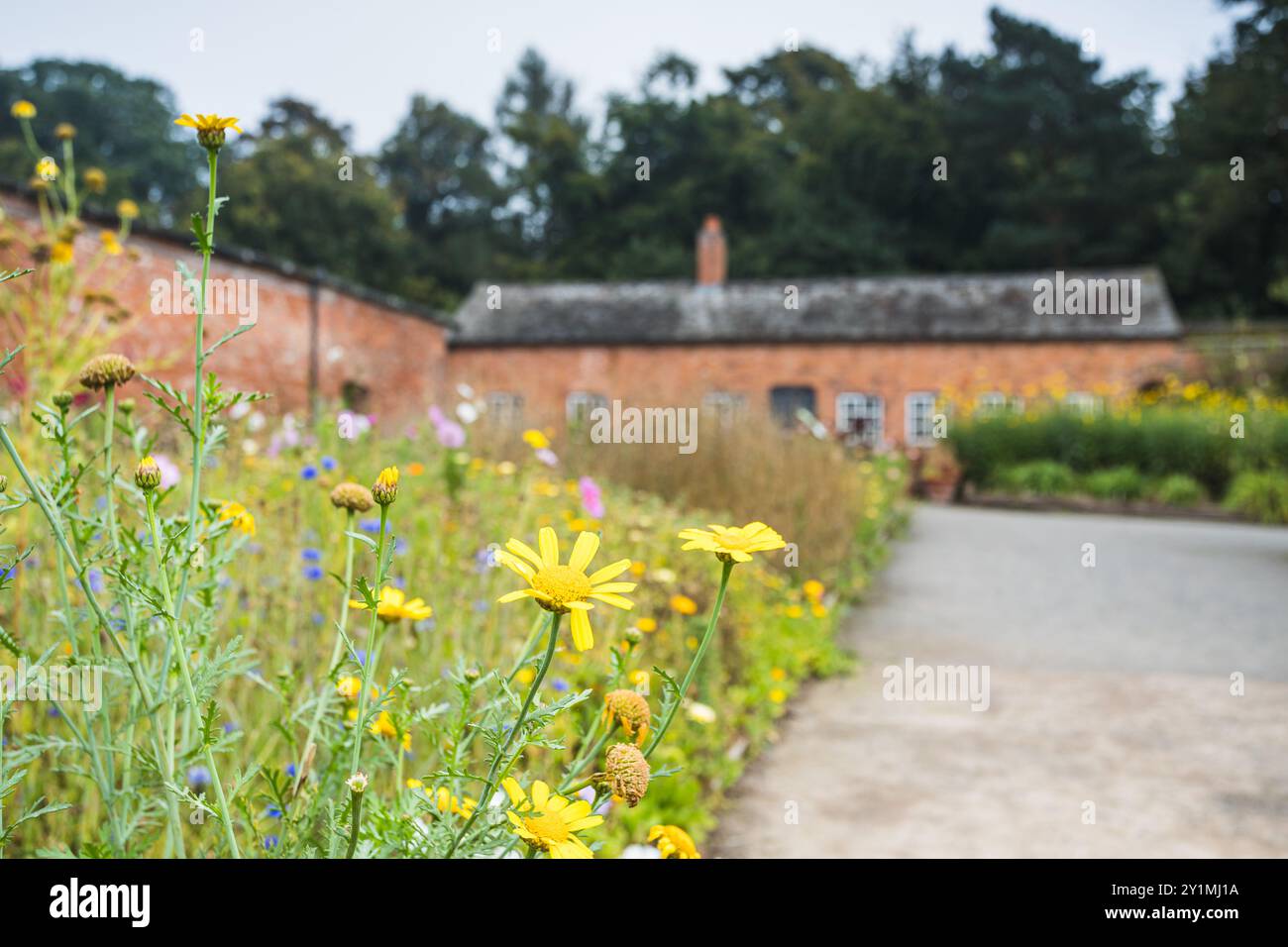 Bei fiori visti in un giardino recintato vicino a Shrewsbury verso la fine dell'estate. Foto Stock