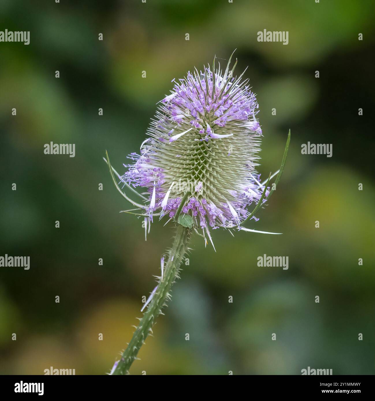 Un primo piano della testa di una teiera che sta perdendo i fiori. Lo sfondo naturale sfocato ha spazio per il testo Foto Stock